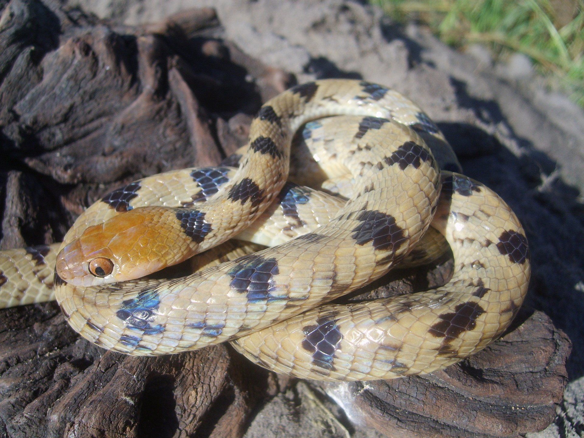 A close up of a snake on a rock