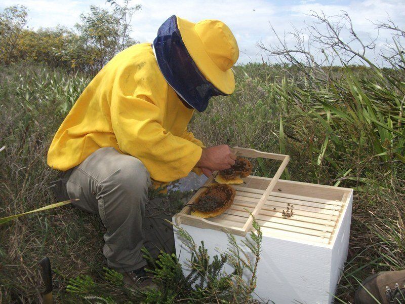 A man in a yellow jacket is working on a beehive