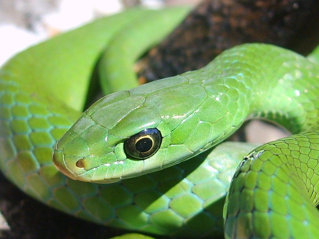 A close up of a green snake with a black eye