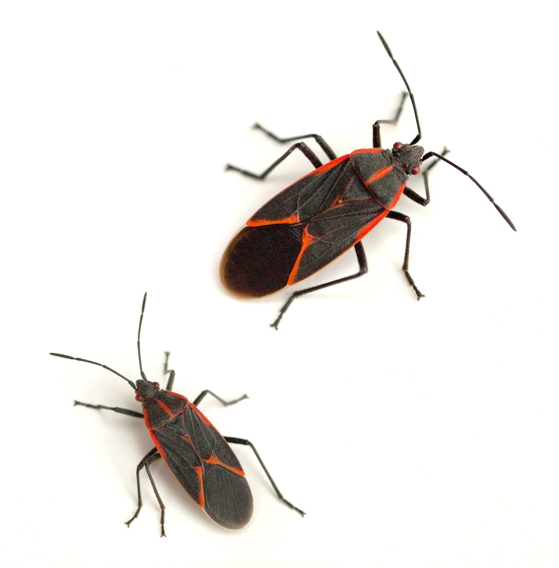 Fresno boxelder bug control
