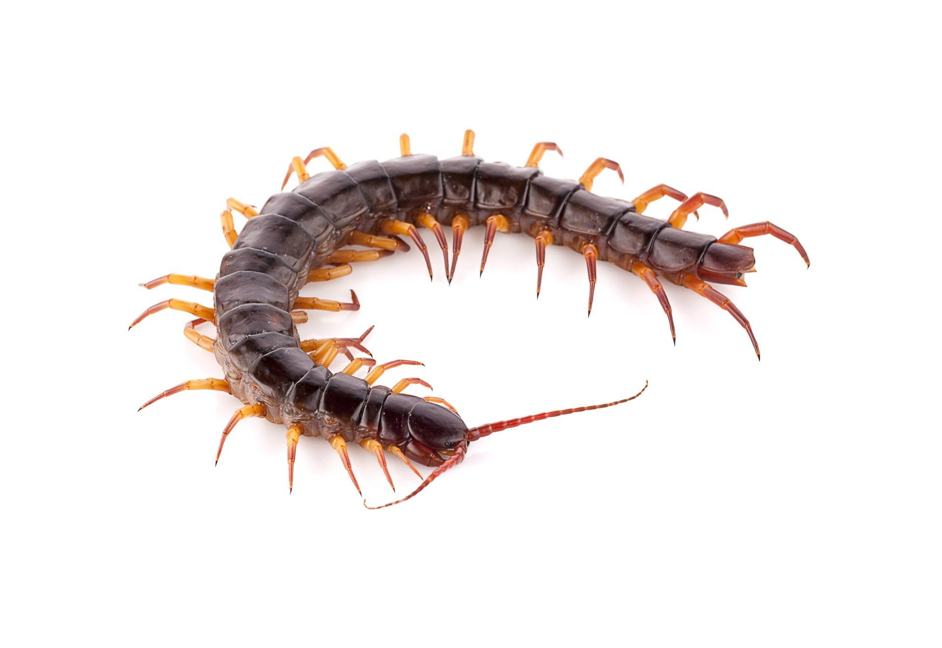 Fresno Centipede Control