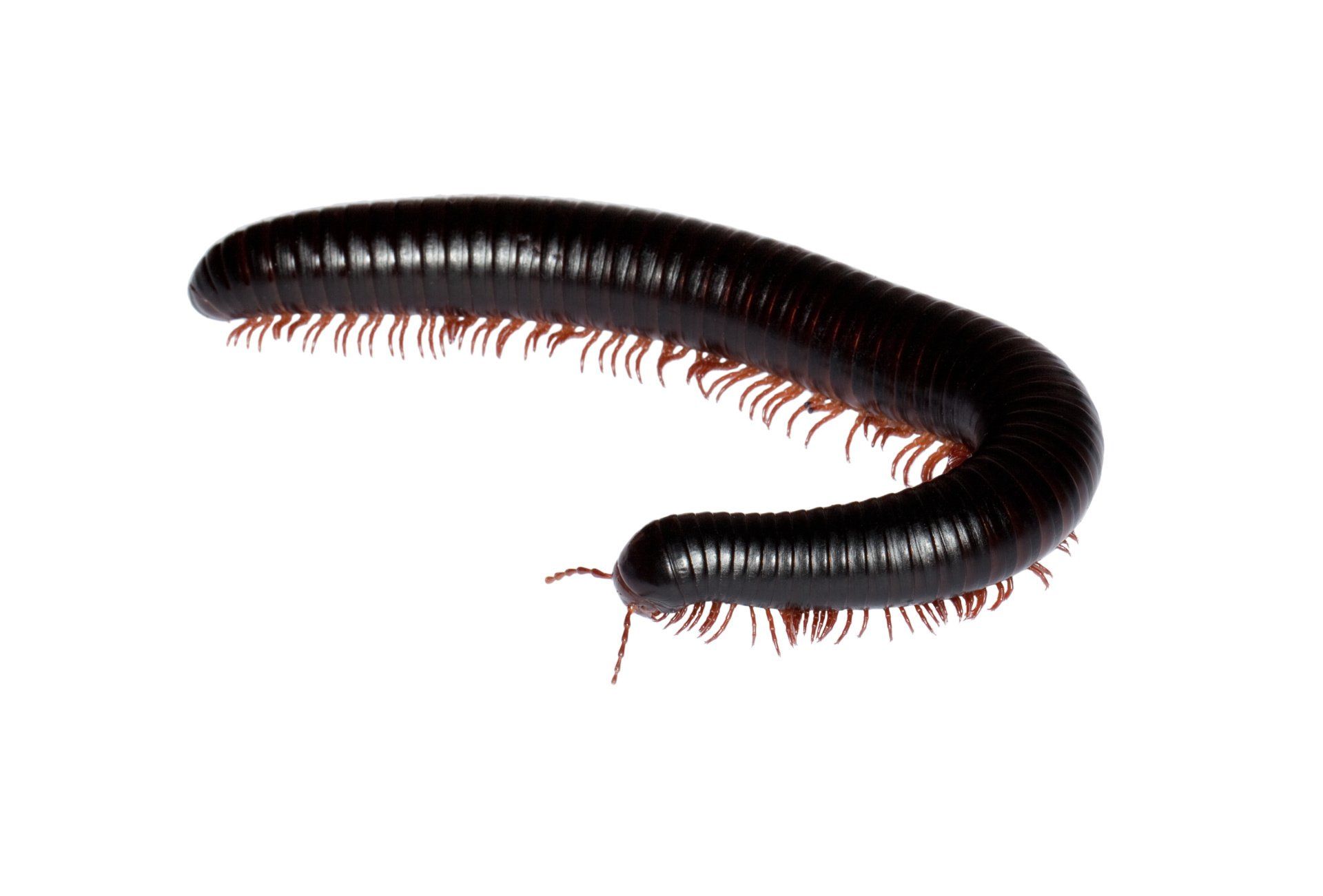 Fresno Millipede Control