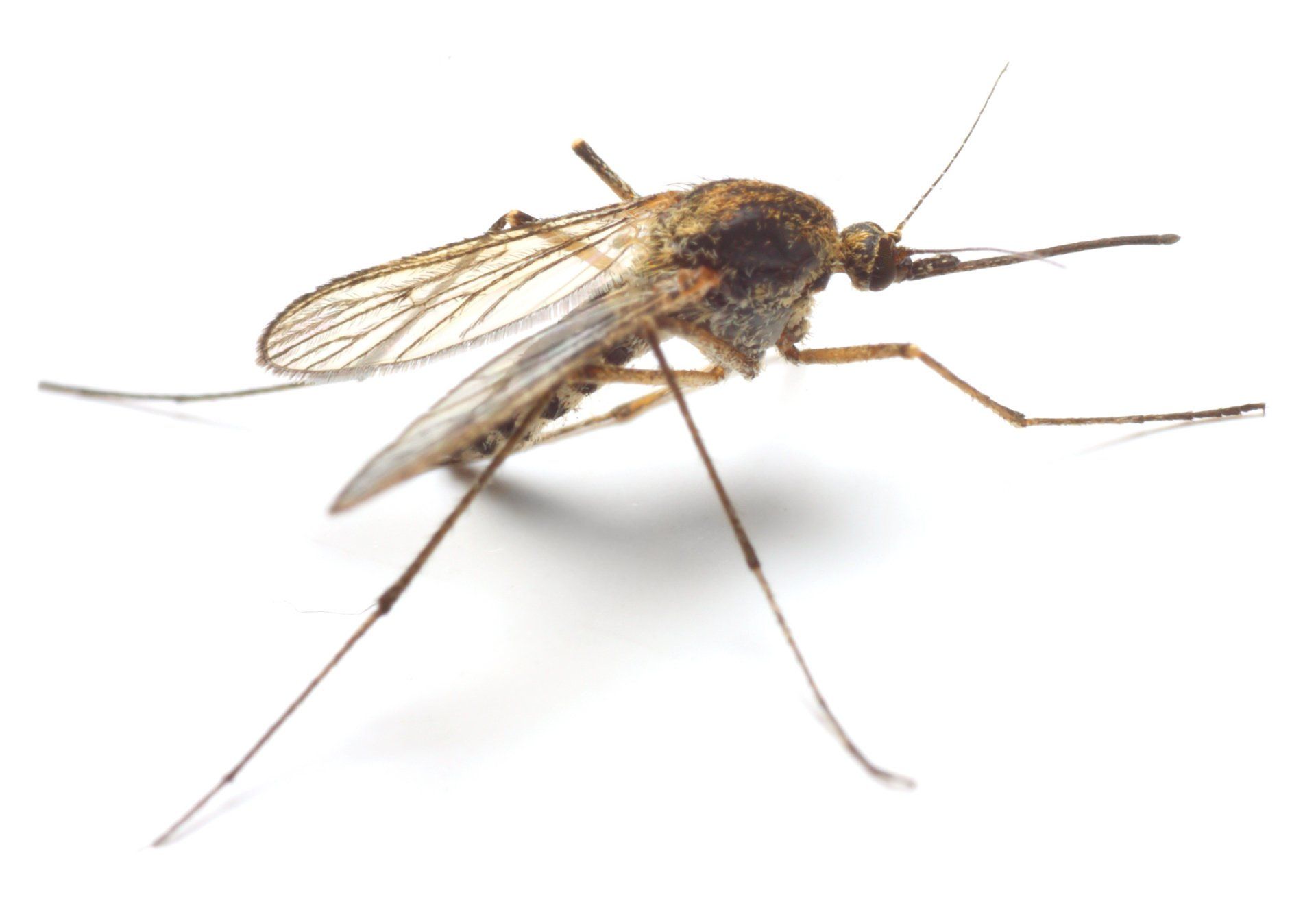 Carmichael Mosquito Control