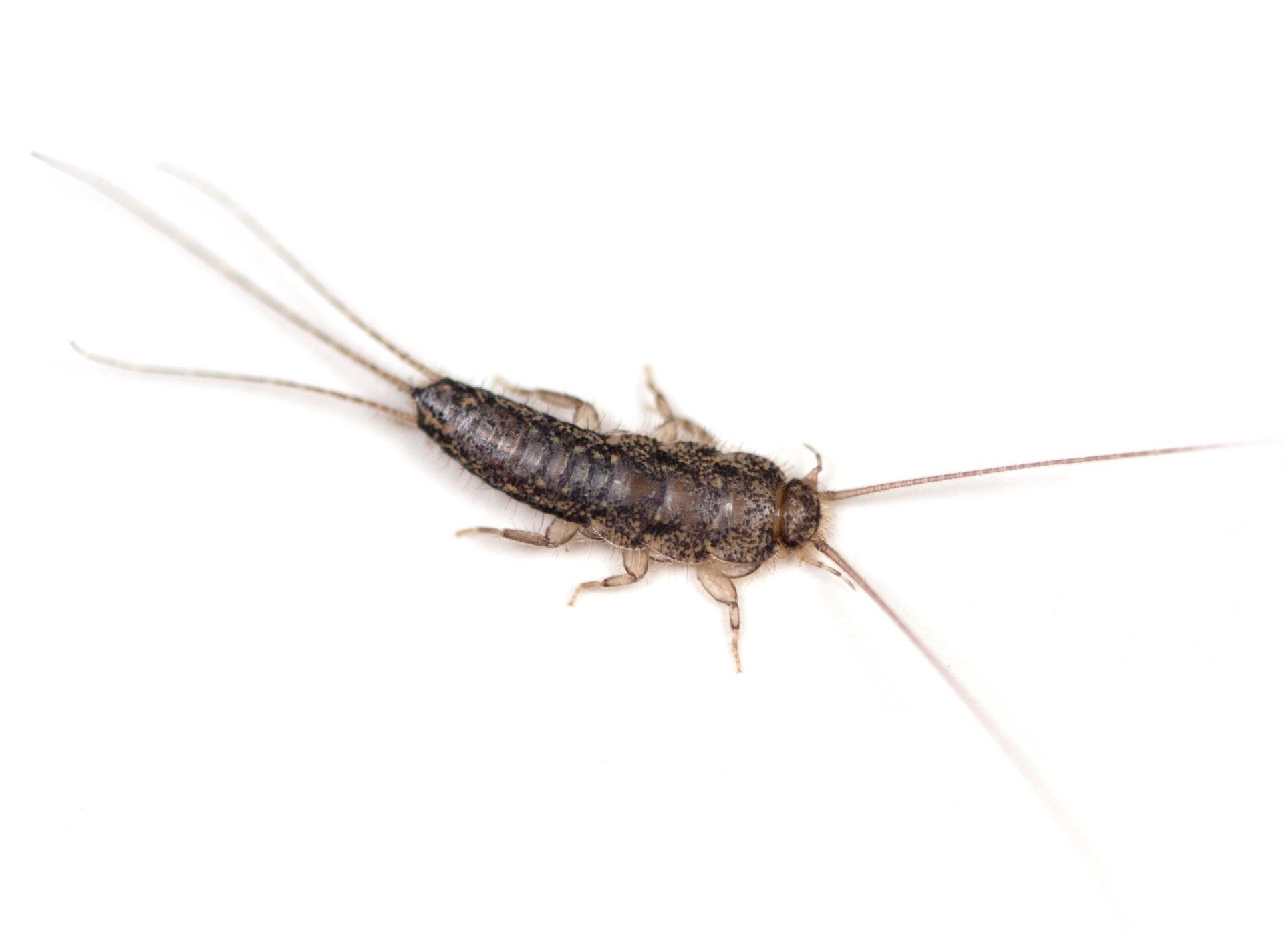 Fresno Silverfish Control