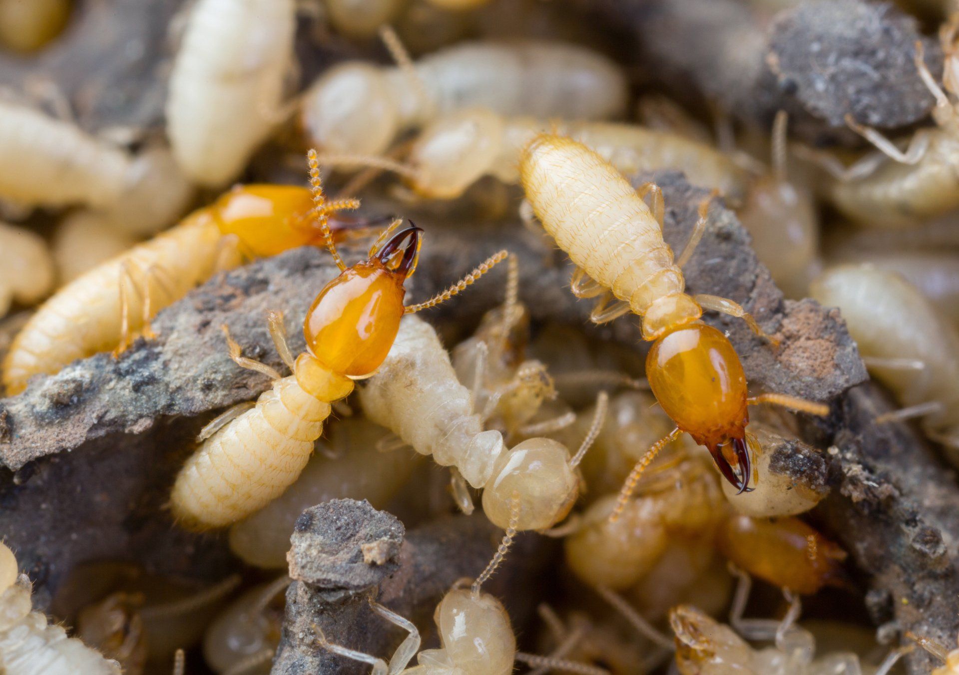 Termite control in Carmichael