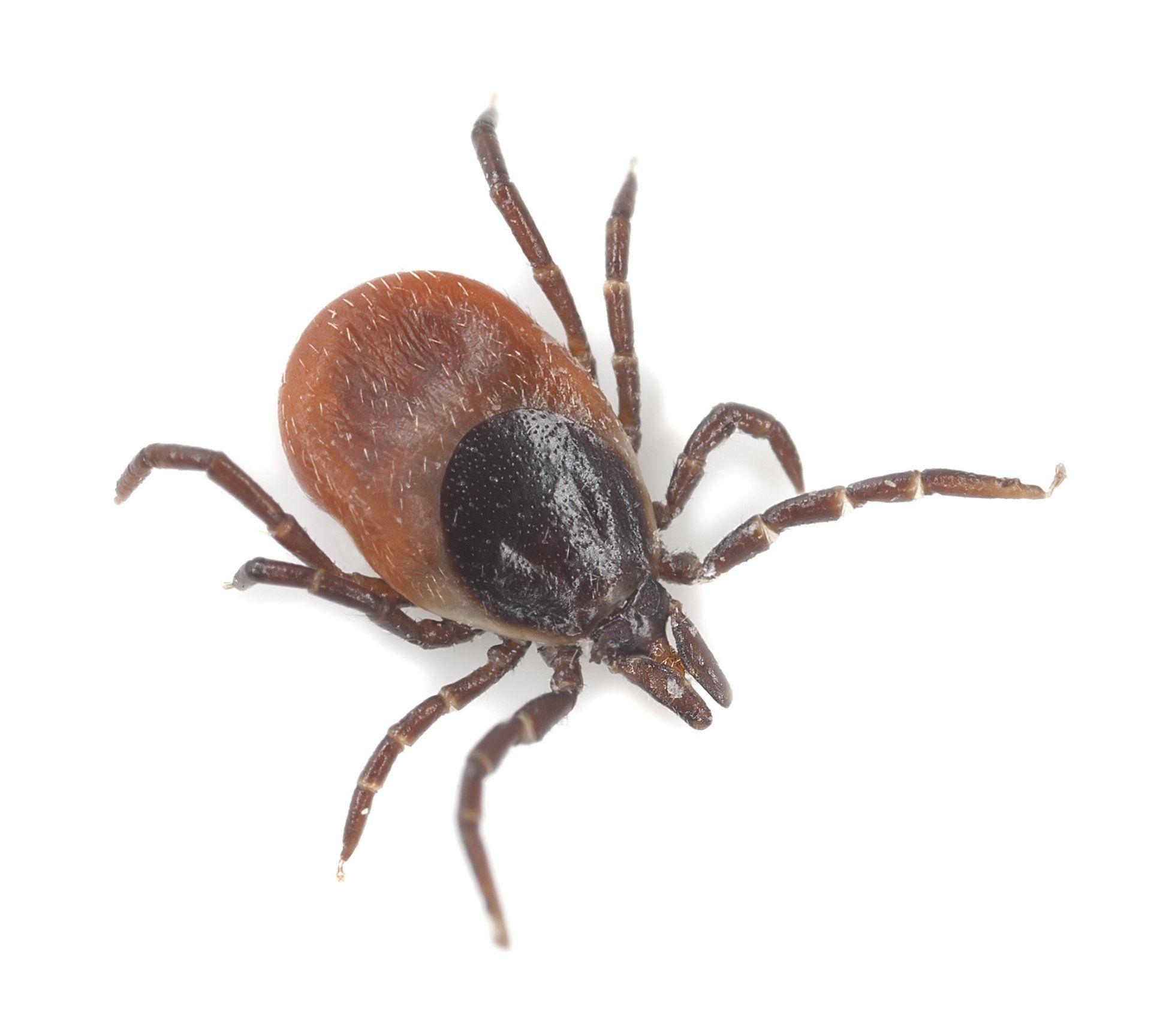 Fresno Tick Control