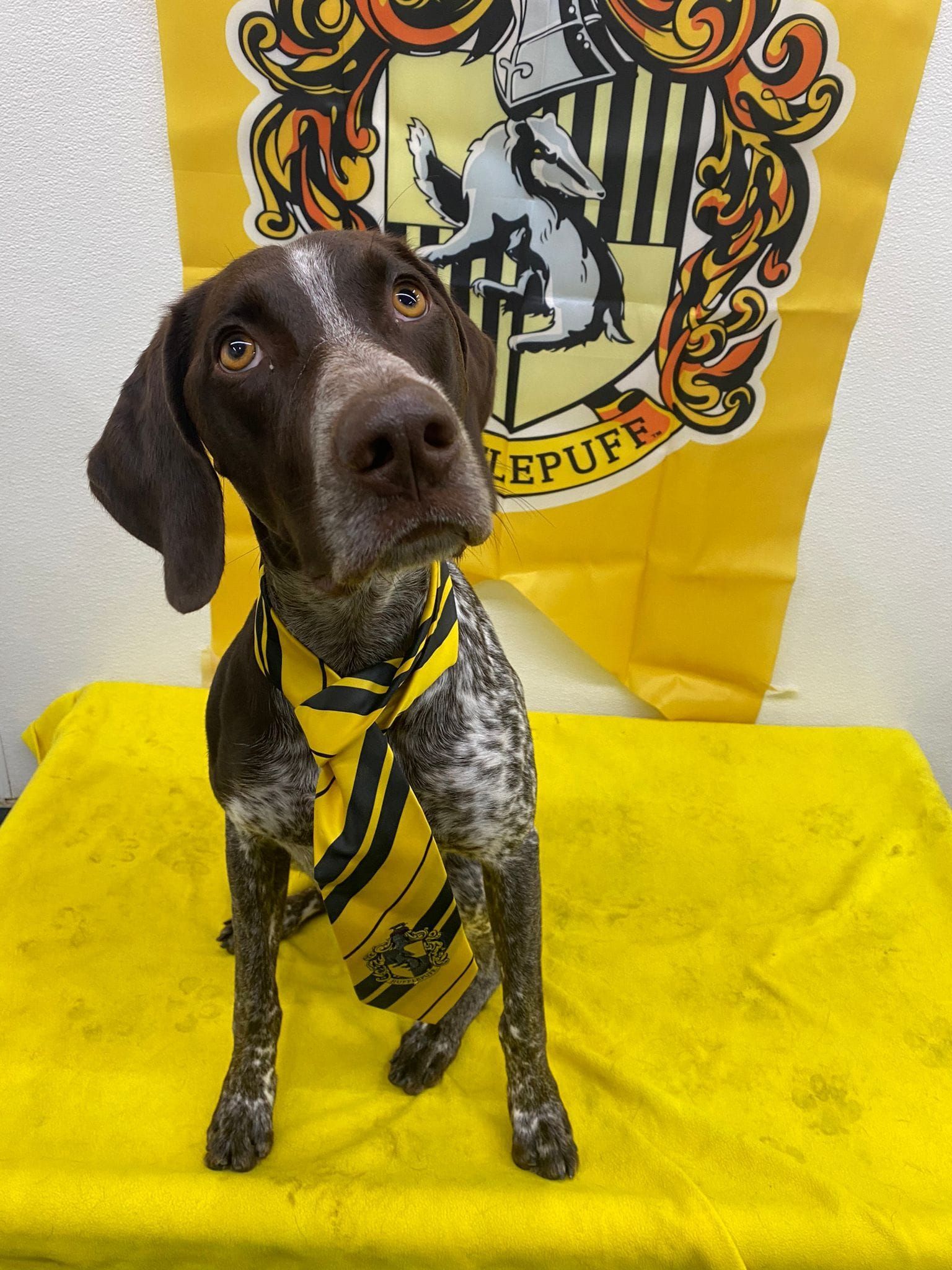 A dog wearing a hufflepuff scarf stands on a yellow table