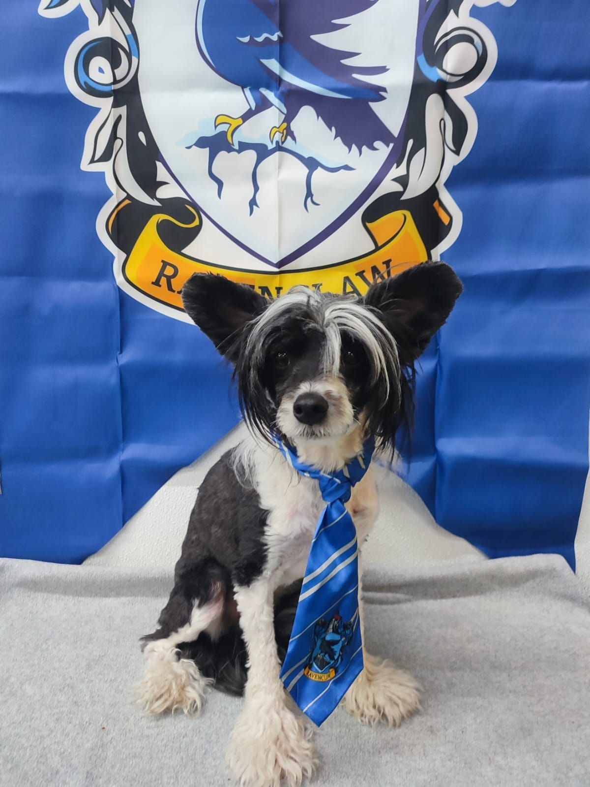 A small black and white dog wearing a blue tie