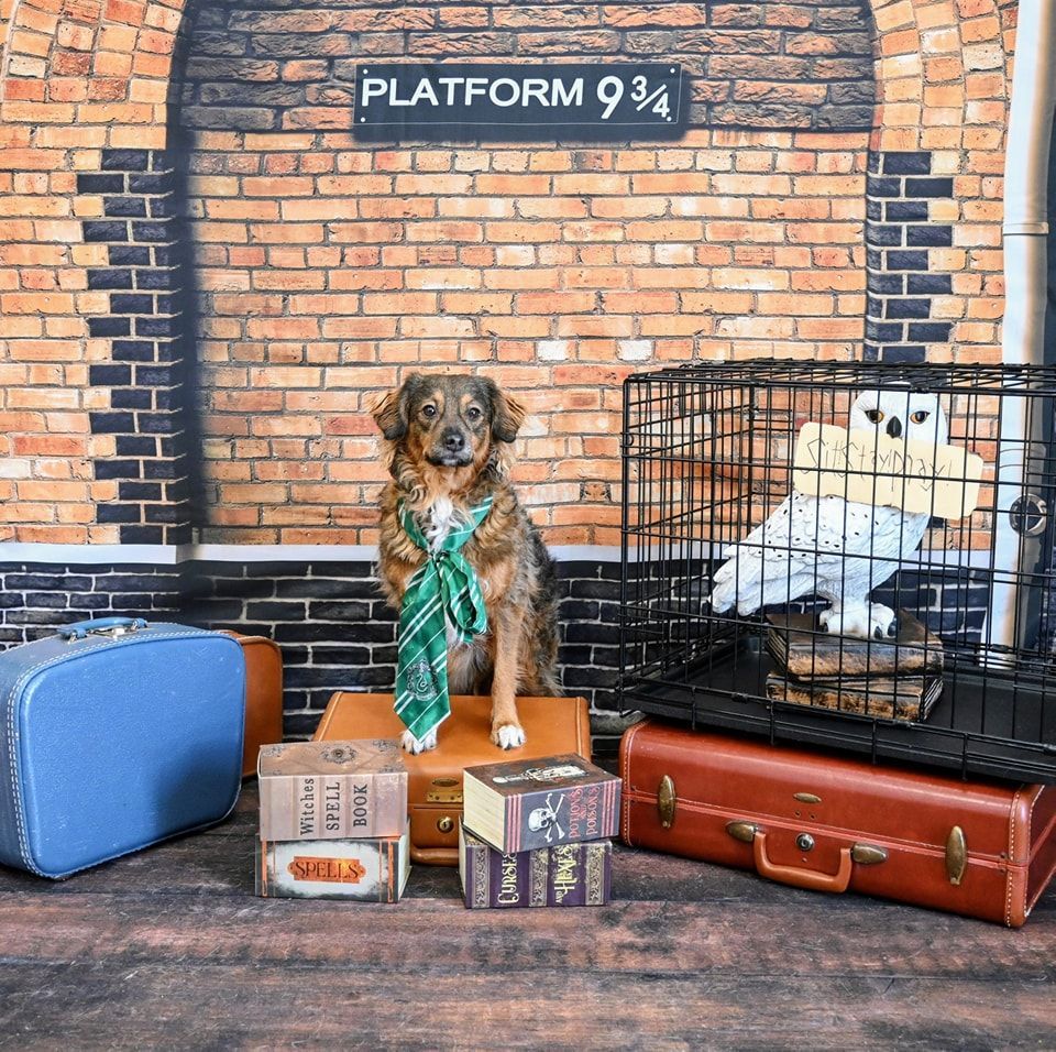 A dog wearing a green tie is sitting on a suitcase in front of a brick wall.