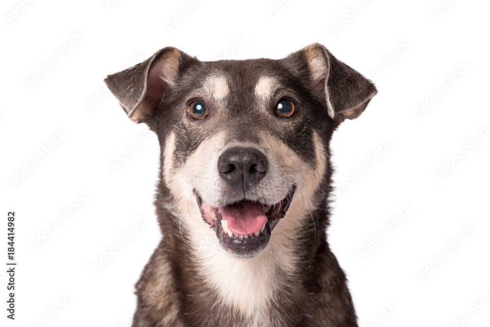 A black and white dog is smiling and looking at the camera on a white background.