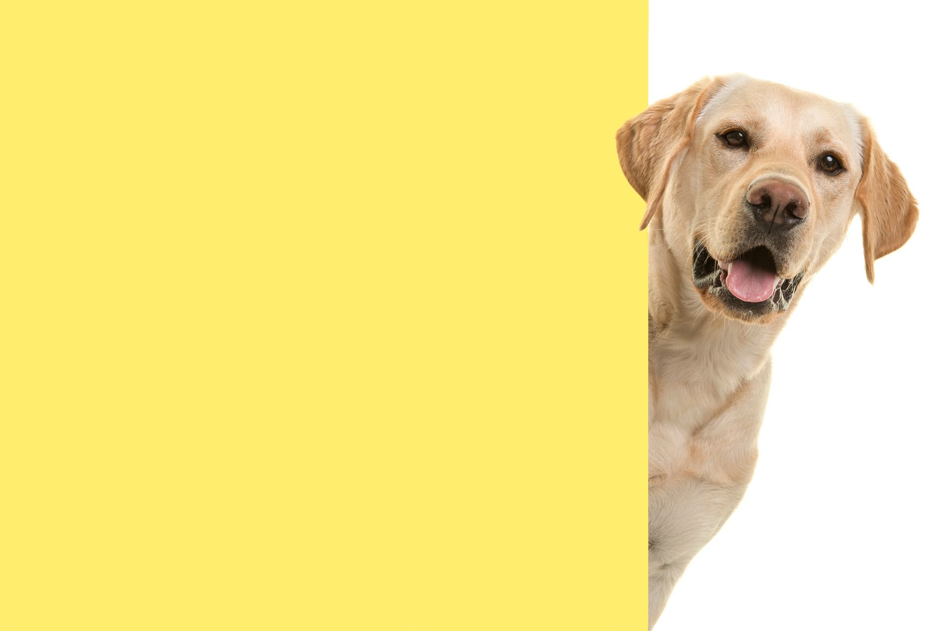 A dog is peeking over a yellow sign.
