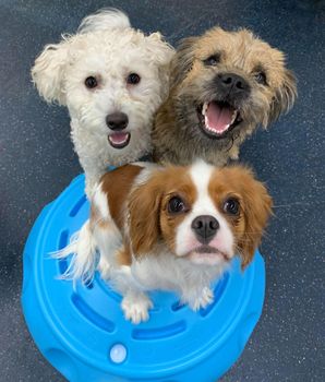 A group of small dogs standing next to each other in a room.