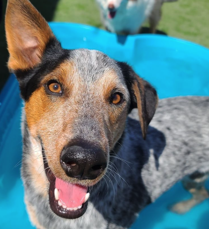 A close up of a dog with its tongue out