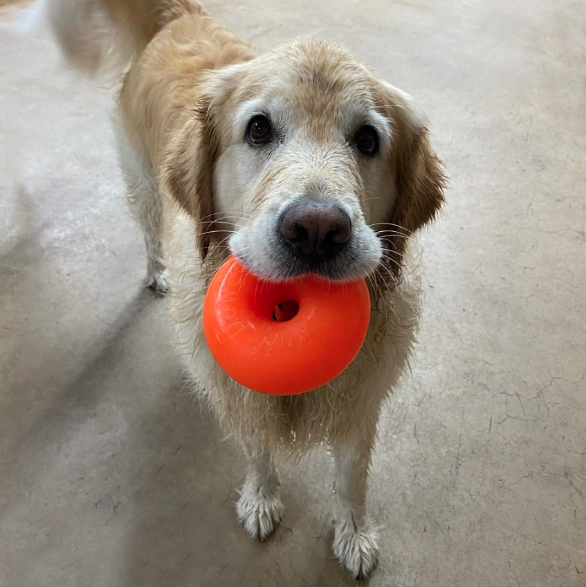 A dog is holding an orange ball in its mouth.