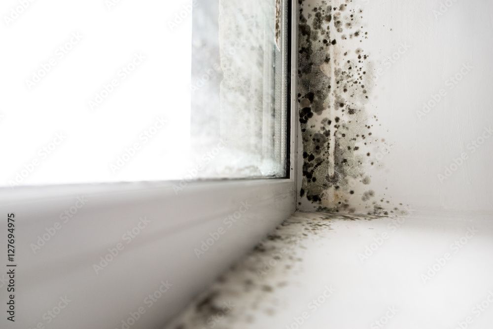 damp causes - black mould