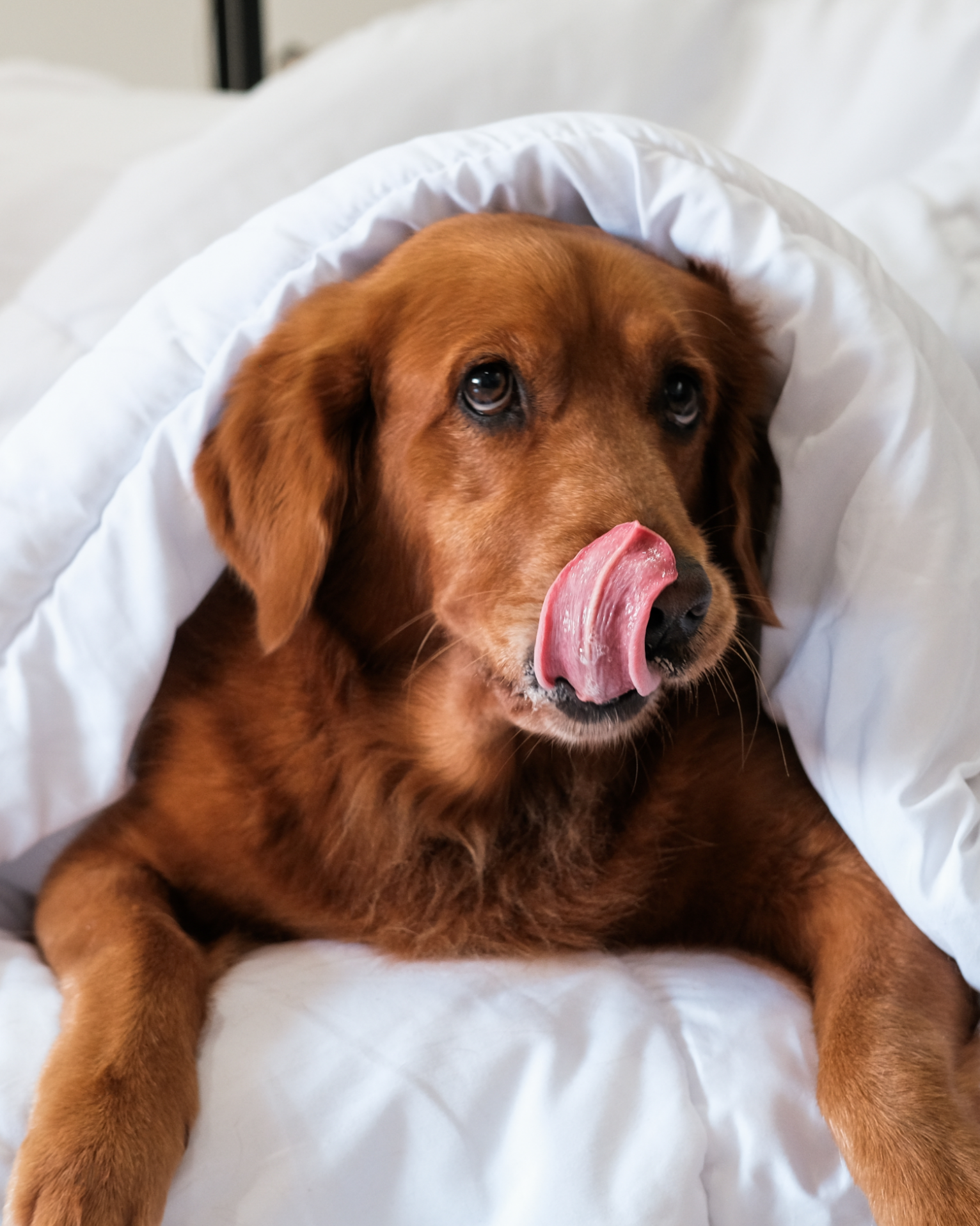 Golden retriever, tucked under white blanket, licking its lips.