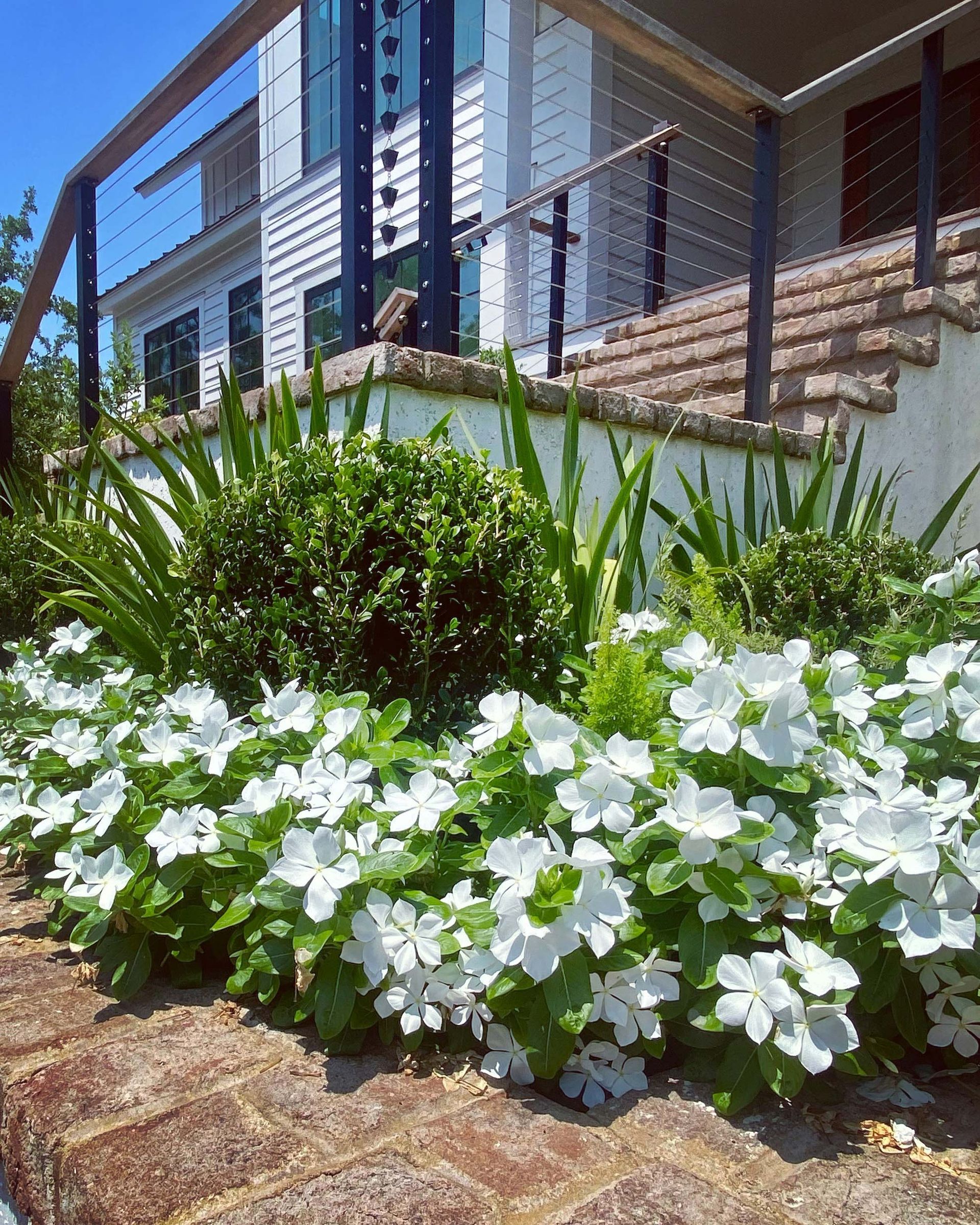 A garden with white flowers and green plants in front of a house