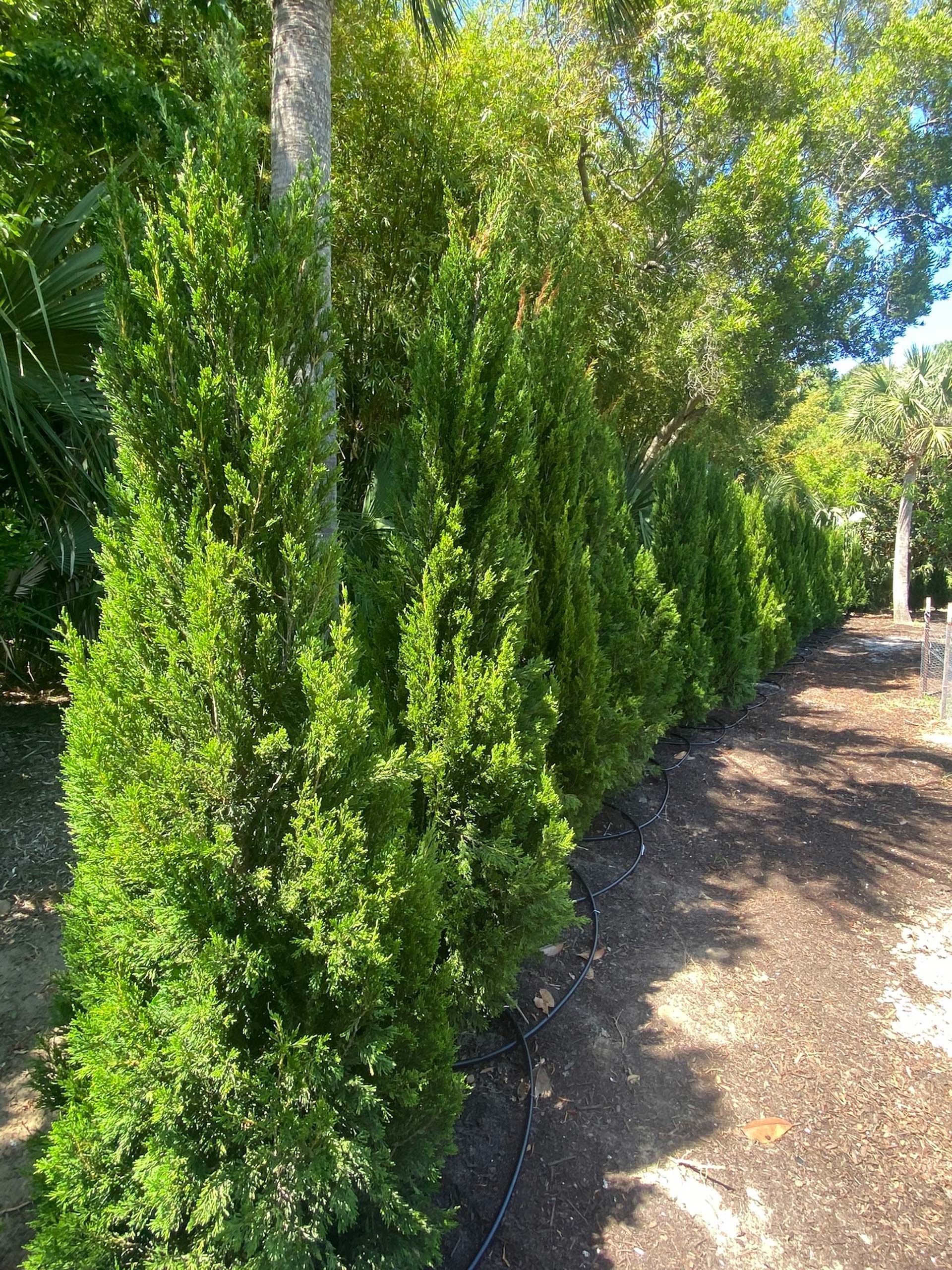 A row of tall trees lined up next to each other in a park.