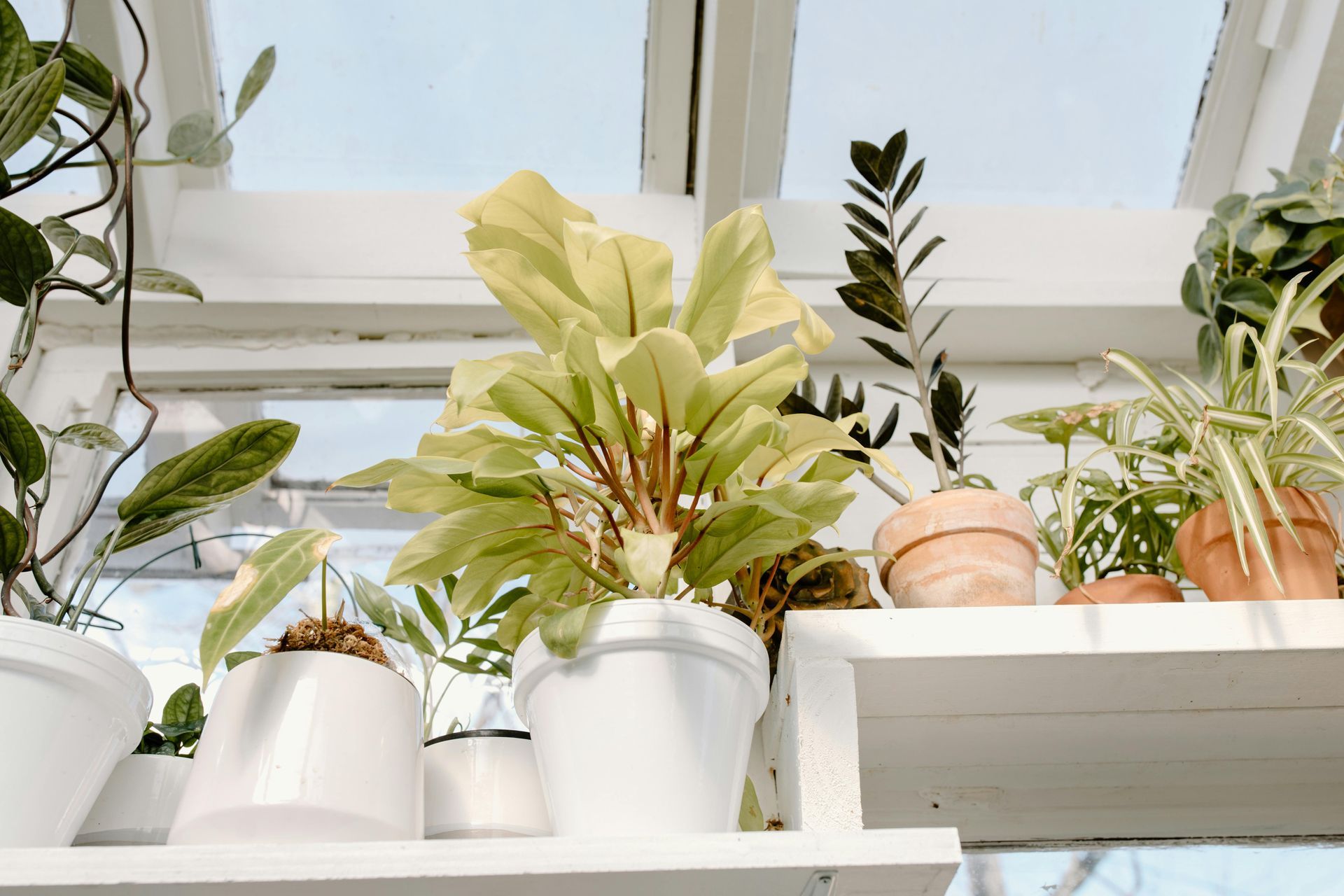 A shelf filled with potted plants in front of a window