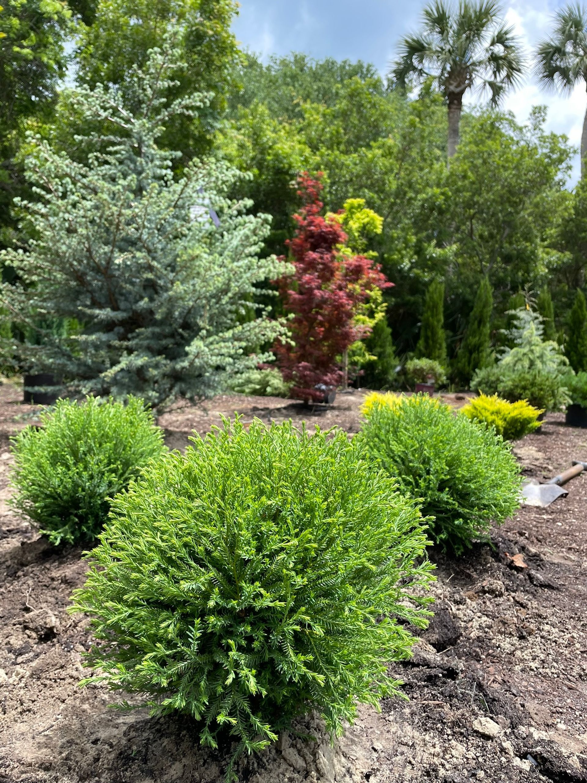 A garden filled with lots of different types of trees and bushes.