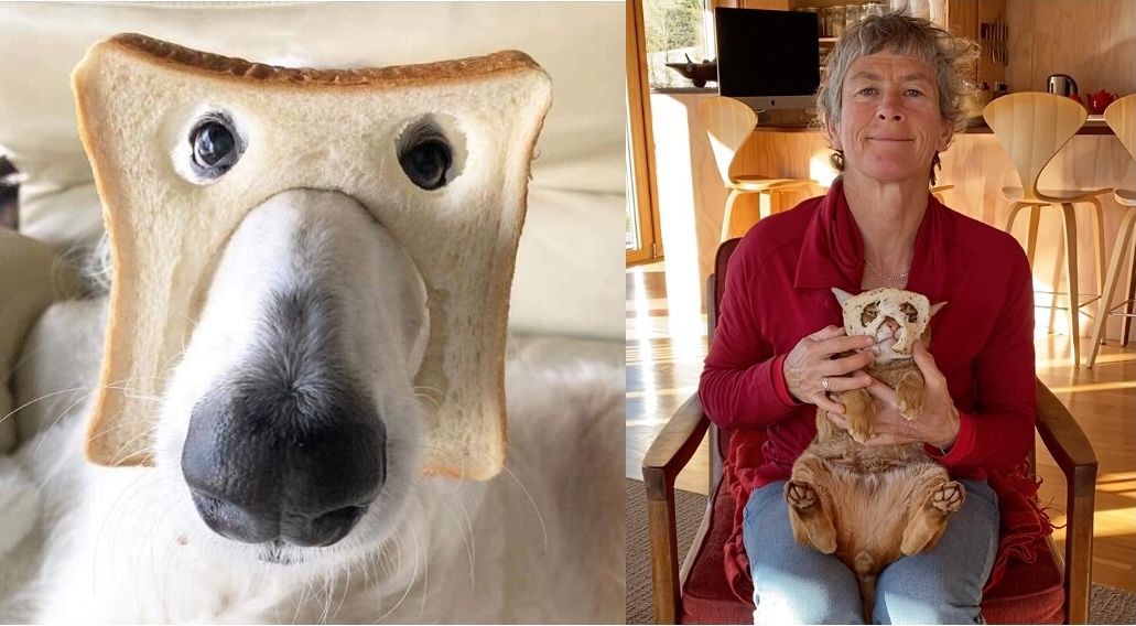 Left: Dog wearing a slice of bread as a mask. Right: Woman holding a cat with a slice of bread.