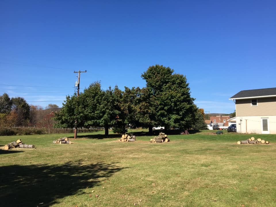 Several piles of cut firewood are scattered across a grassy lawn in front of leafy green trees and a building.