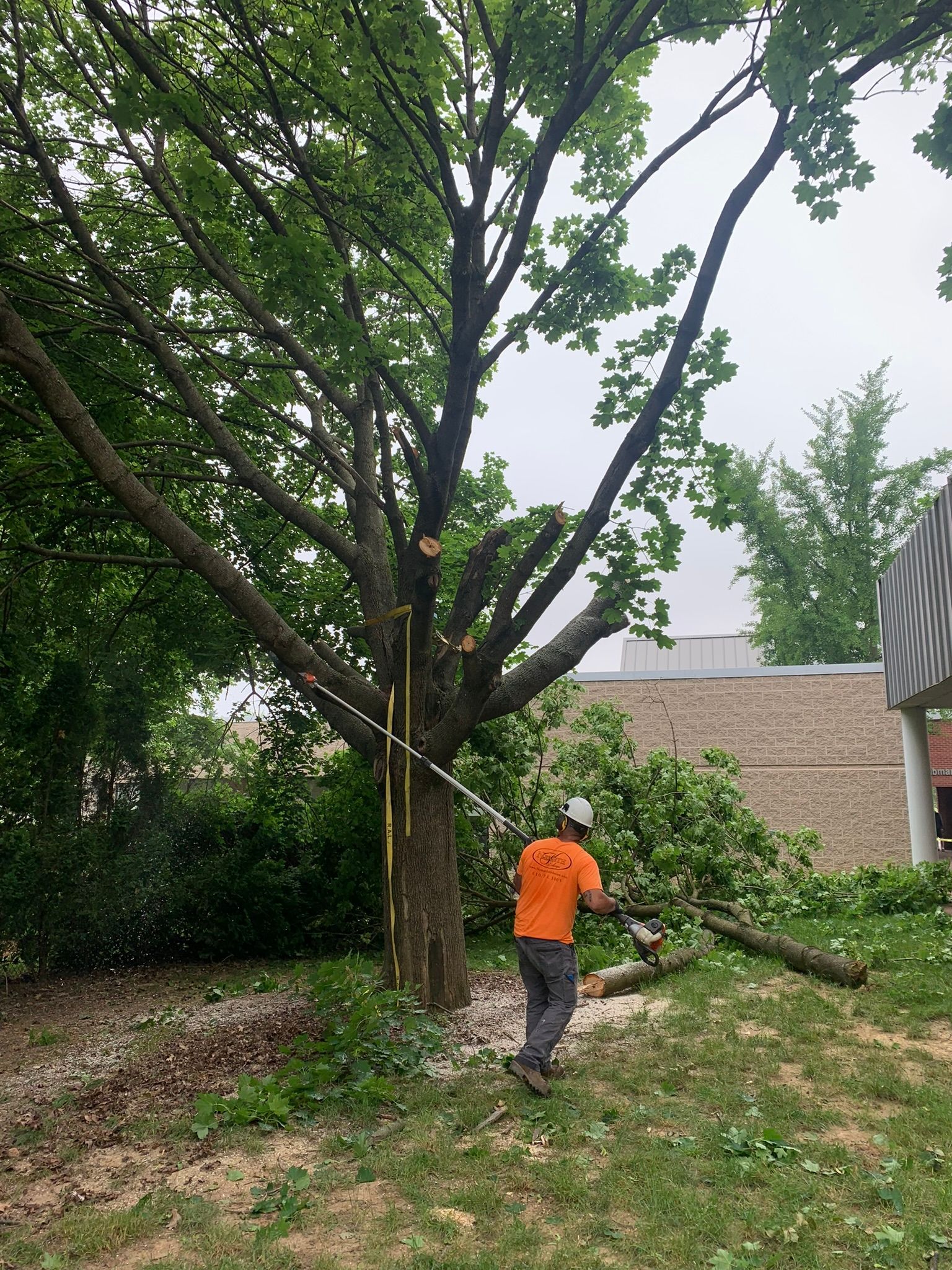 Worker in orange shirt cutting a tree limb in a backyard with a chainsaw