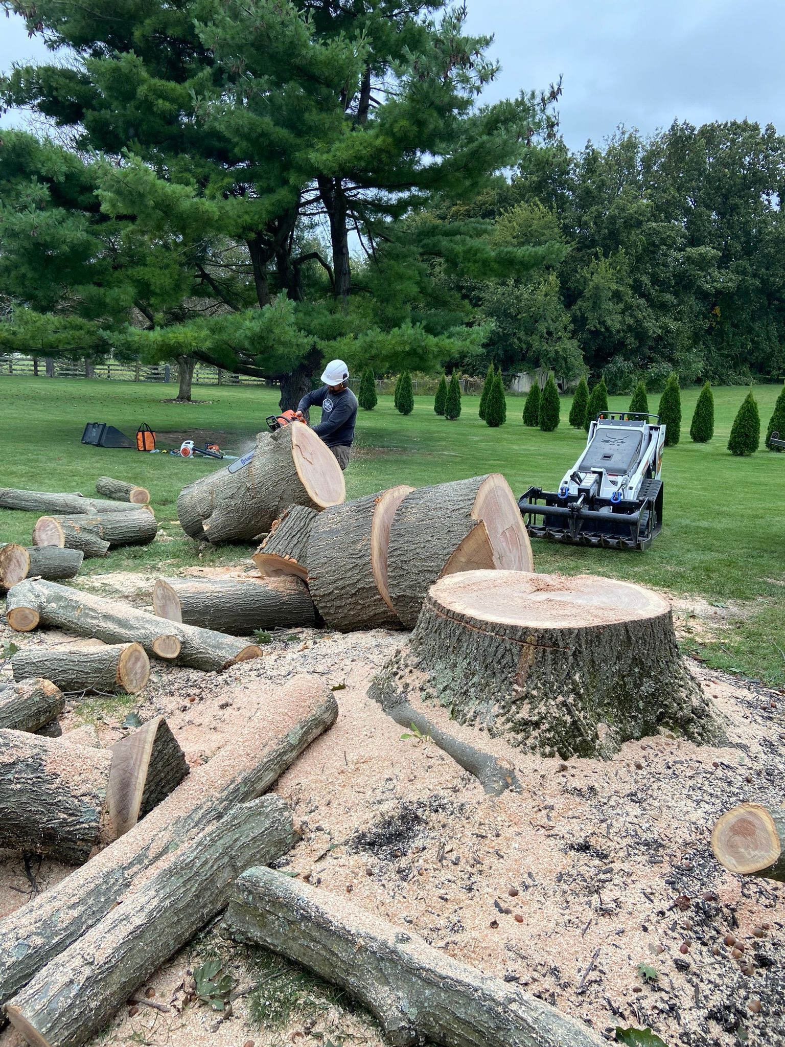 A person in safety gear uses a chainsaw to cut a large fallen log near a tree stump in a grassy area with machinery nearby.