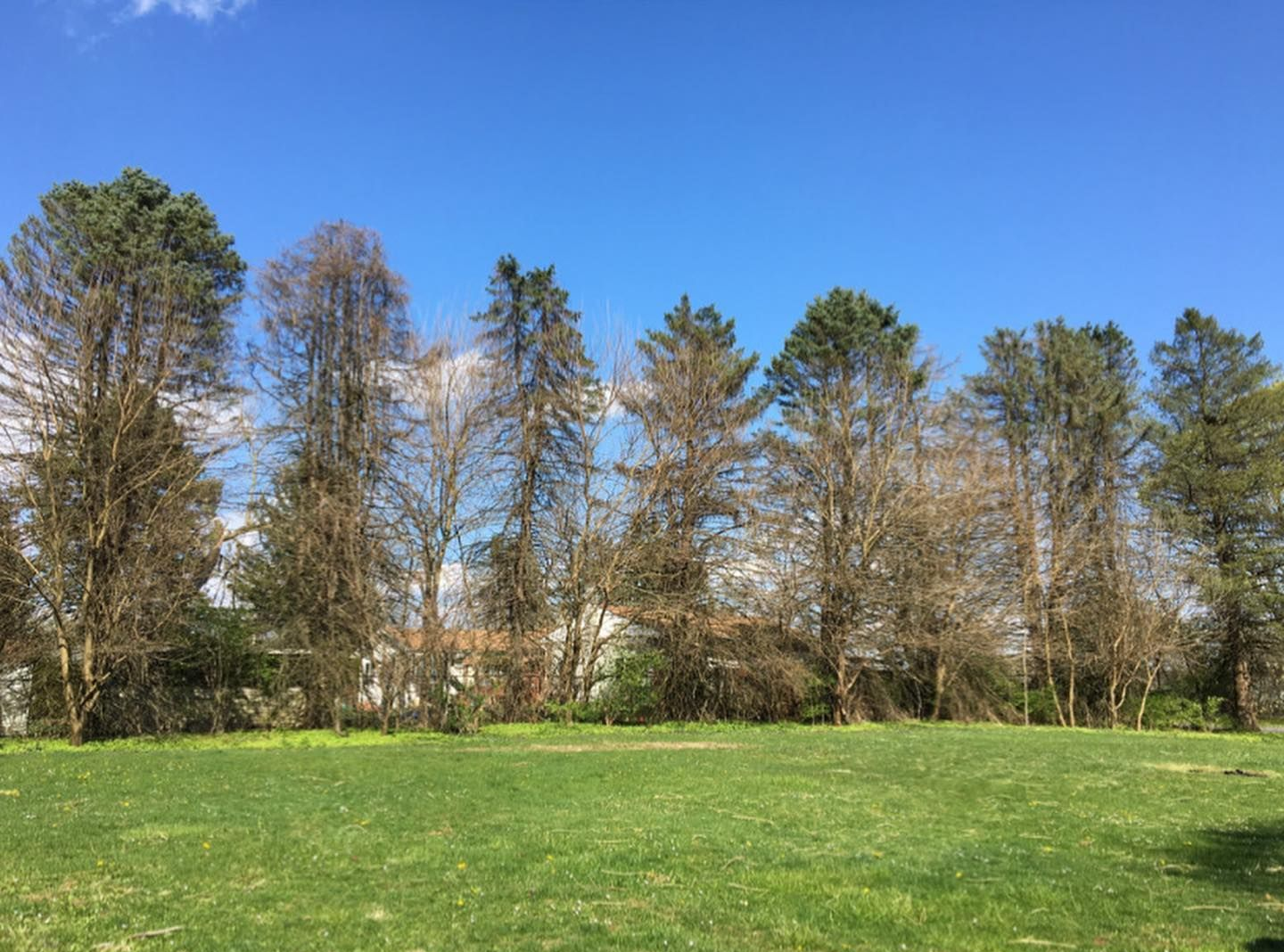 A row of tall, thin coniferous trees with brown, thinning needles stands against a bright blue sky above a grassy field.