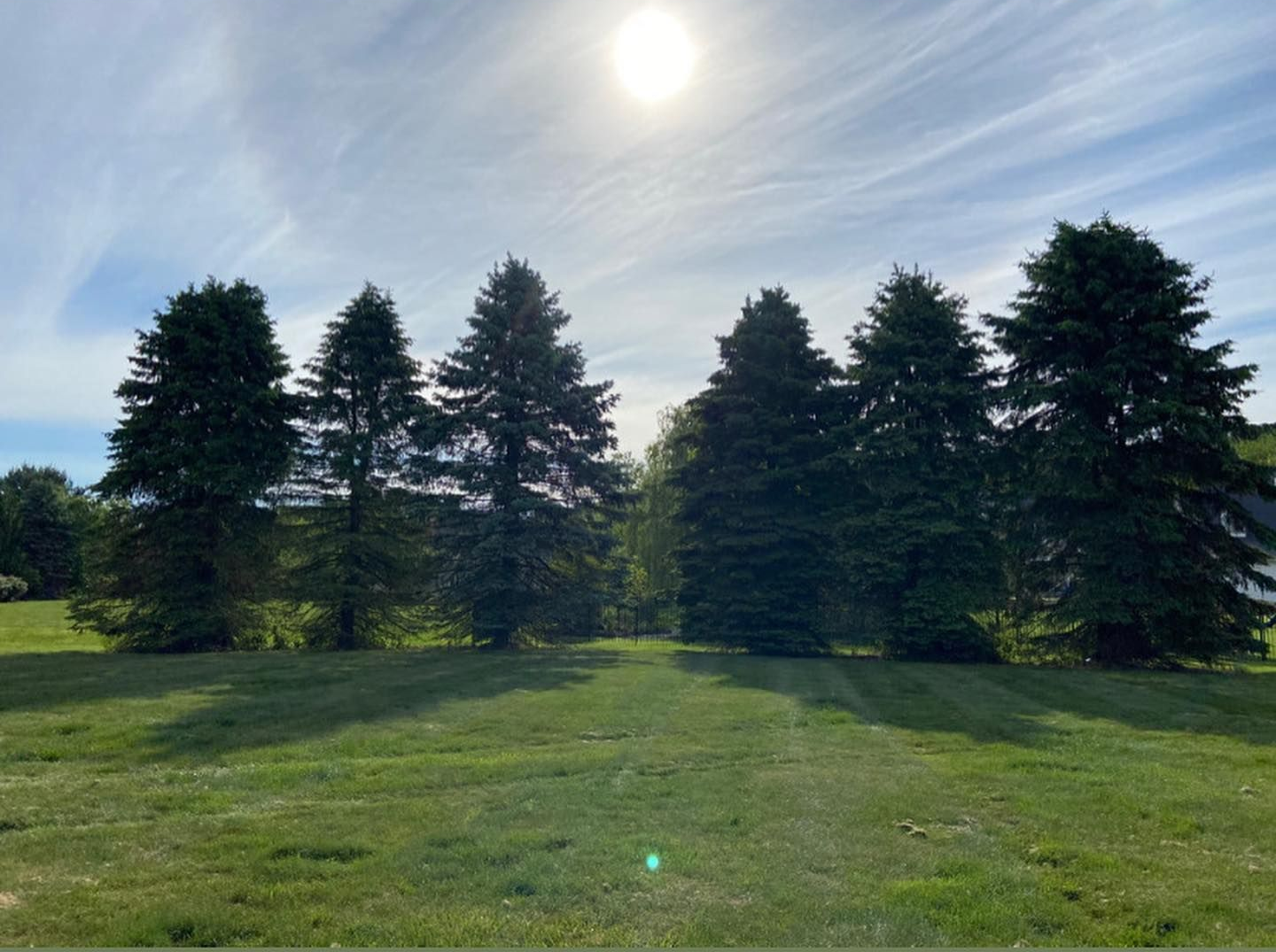 A row of tall, dark green evergreen trees stands against a sunny blue sky with thin, wispy clouds above a grassy field.