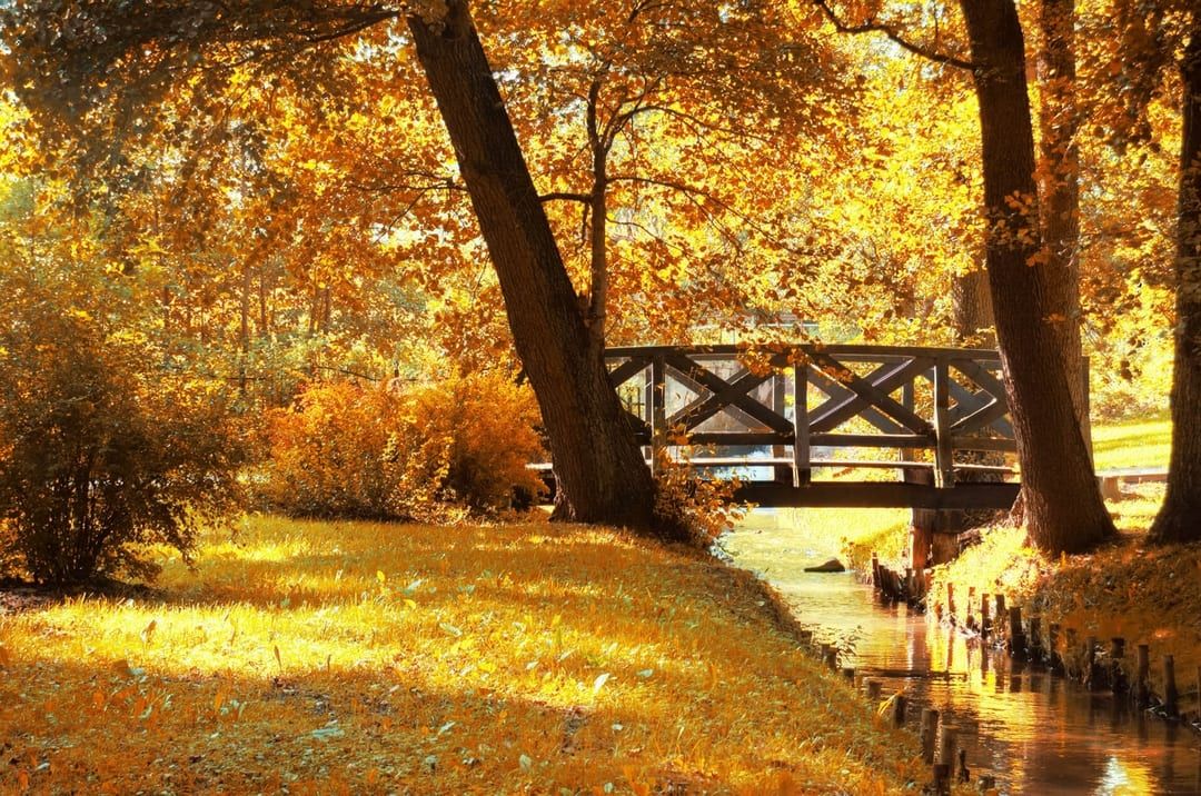 Autumn scene: a small wooden bridge over a stream, surrounded by golden trees and foliage.