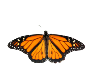 monarch