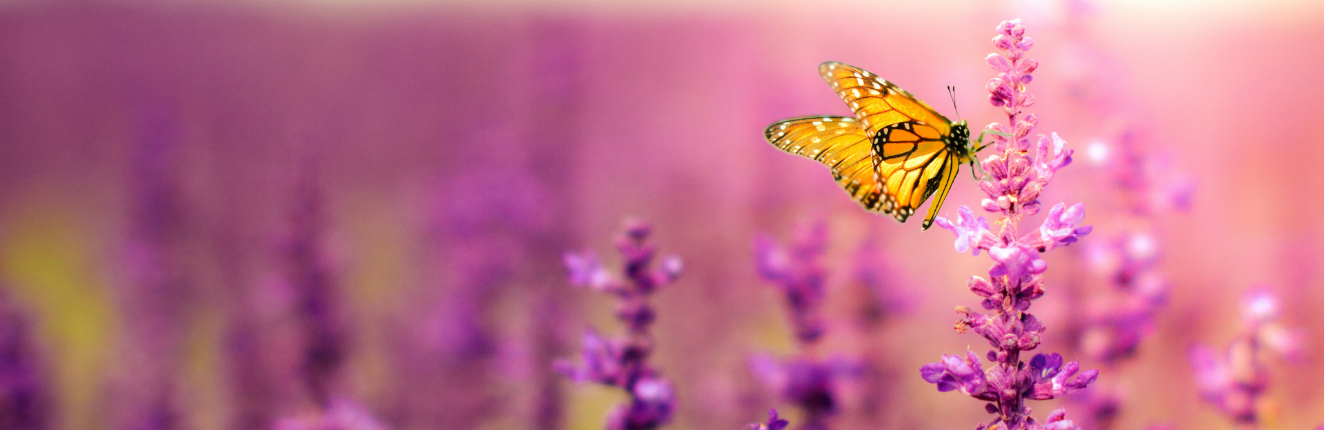 butterfly on lavender flowers