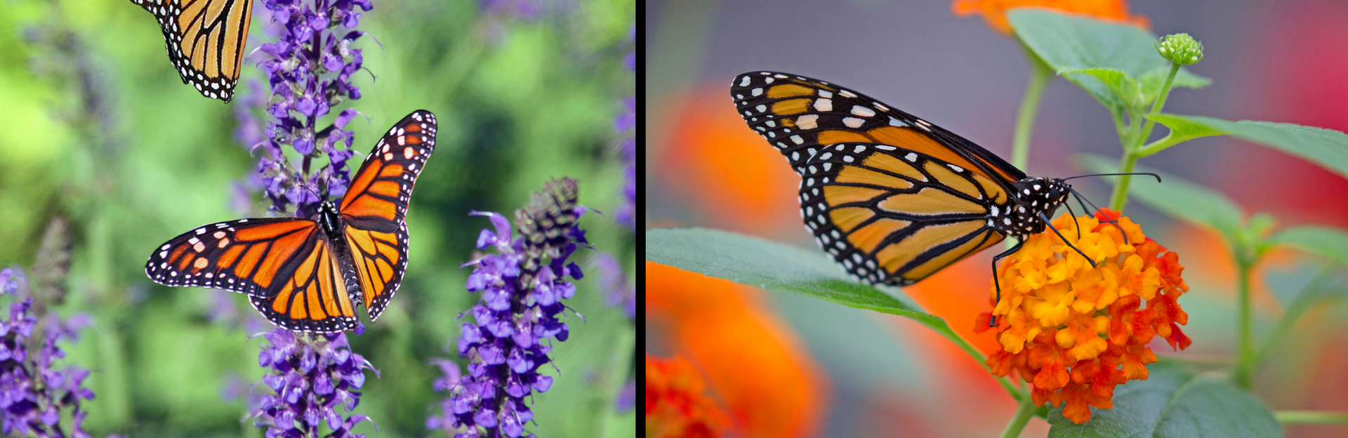 monarch butterfly collage