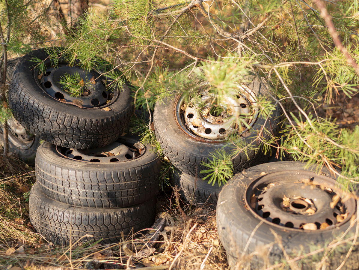 Pile of old tires with rusted rims, partially covered by green pine branches.