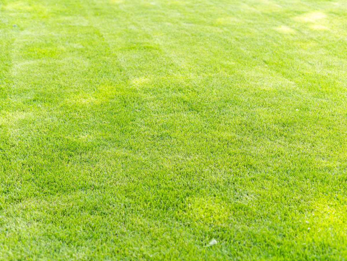 Green lawn with sunlight dappling the grass.