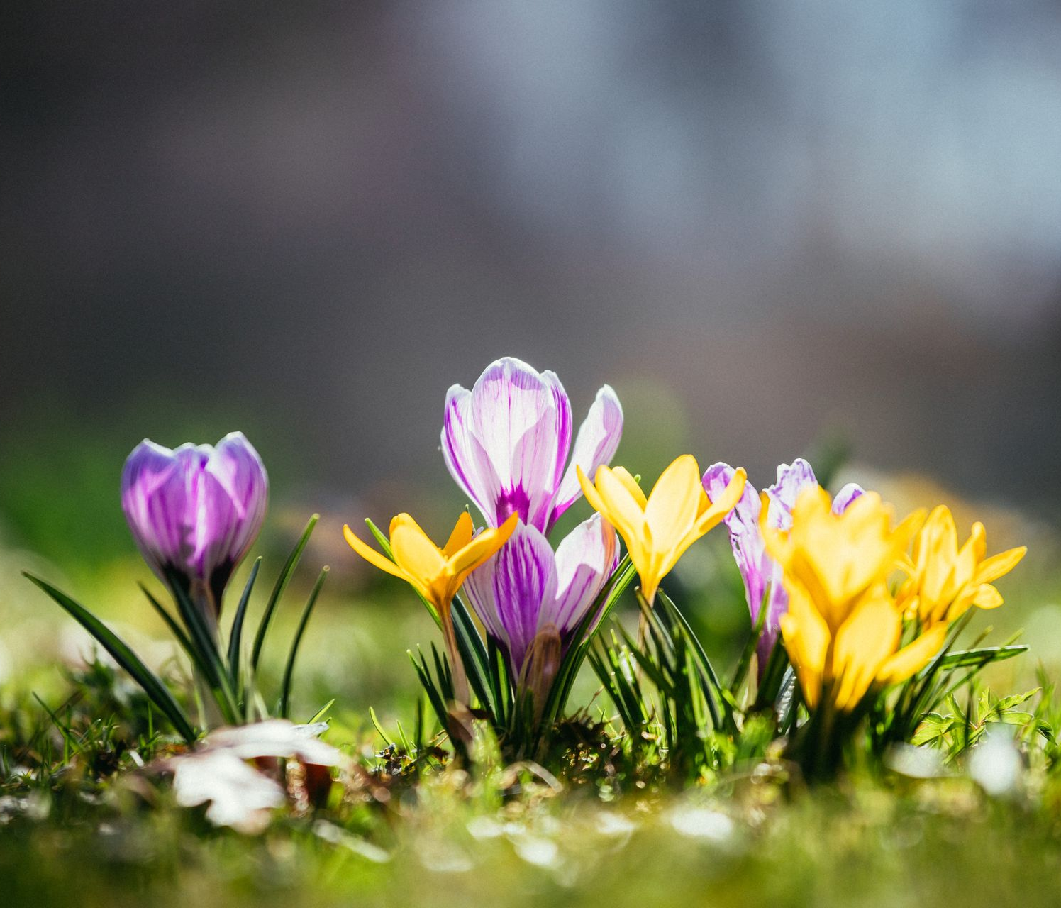 Purple and yellow crocus flowers blooming in grass, with a soft blurred background