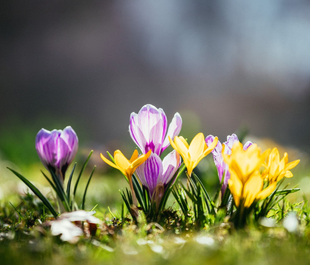 Purple and yellow crocus flowers blooming in grass, with a soft blurred background