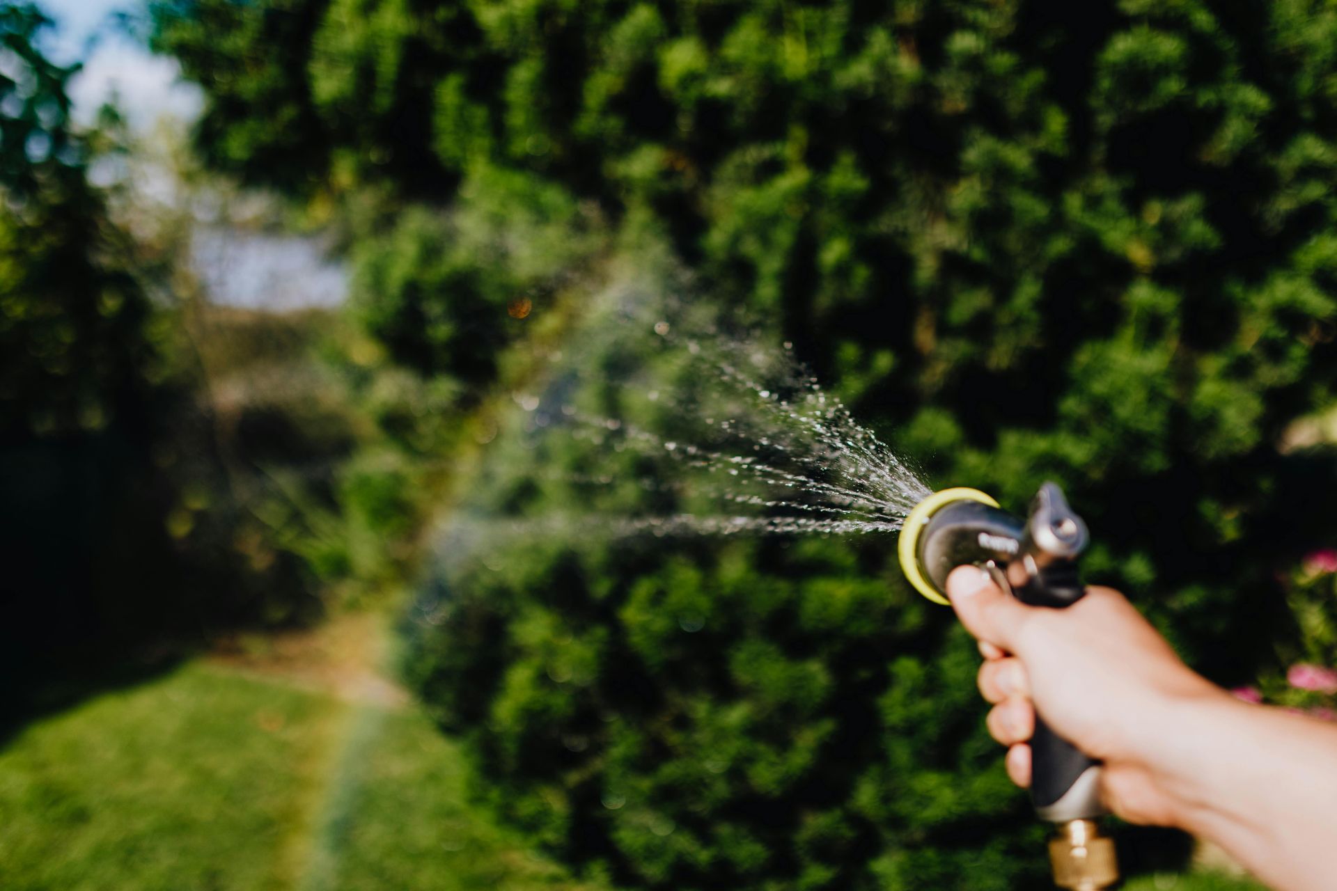 Person's hand holding a garden hose spraying water towards green bushes and lawn.