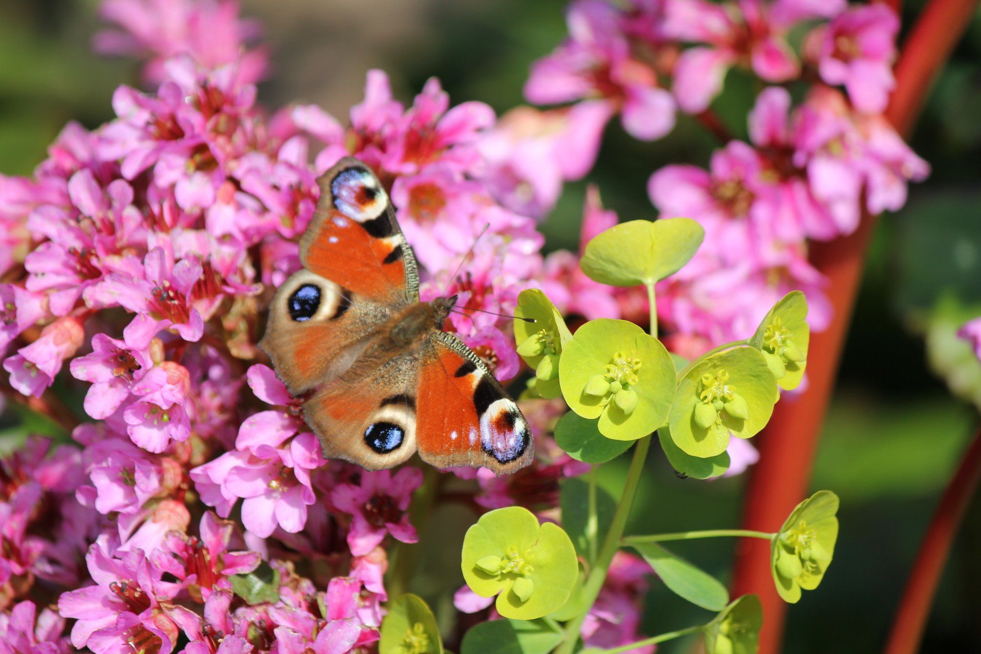 Flora and fauna at Award Winning Adult Caravan Site Delph Bank Touring Park in Holbeach, Lincolnshire