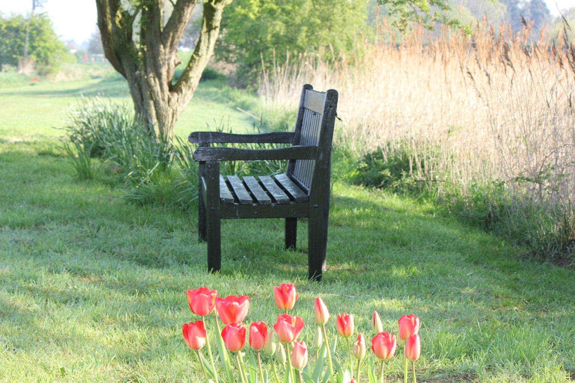 Somewhere to sit and look at the tulips at Delph Bank Touring Park