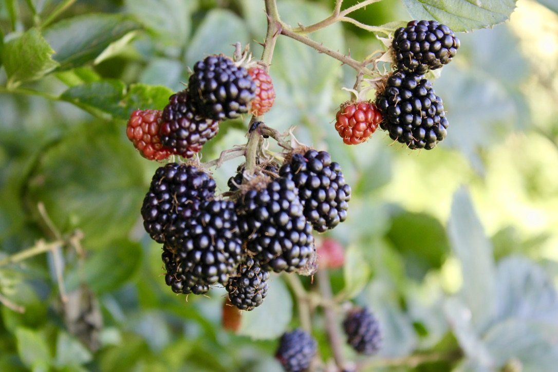 Flora & fauna at Award Winning Adult Caravan Site Delph Bank Touring Park in Holbeach, Lincolnshire