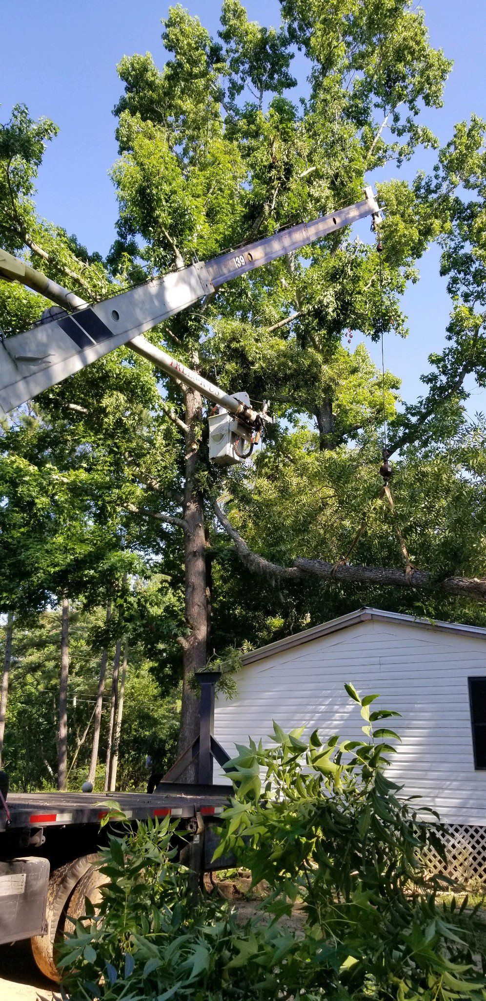 Gallery #2 – Tallahassee, FL – Affordable Tree Service By Mark Hicks
