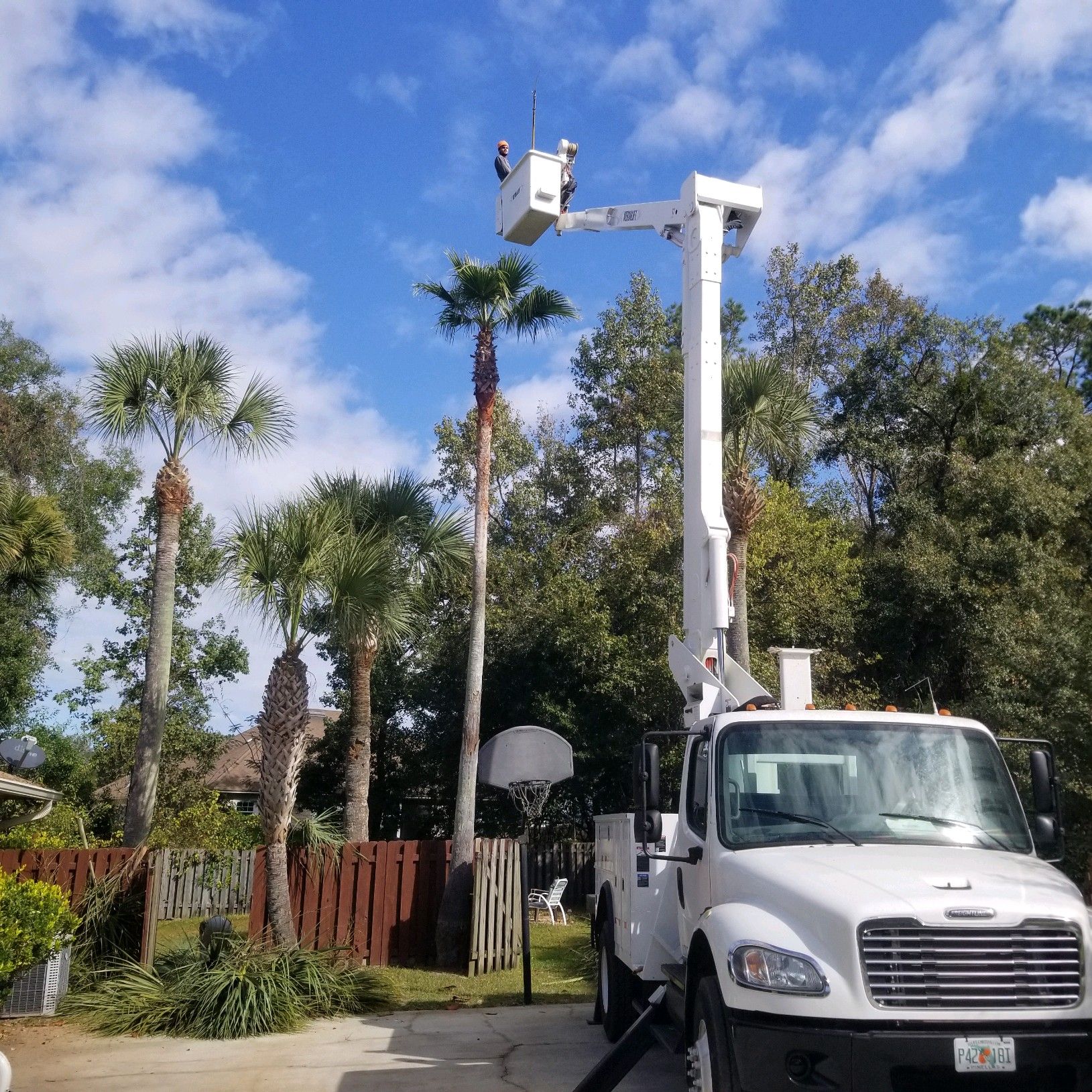 White truck with extended boom lifting workers toward a tall palm tree; blue sky, yard setting.