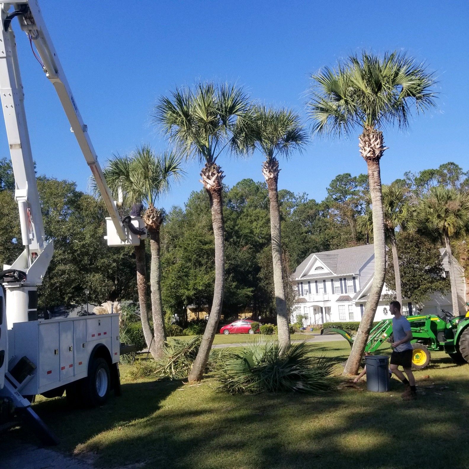 Palm trees being trimmed by a lift, worker in yard with tractor. Sunny day.