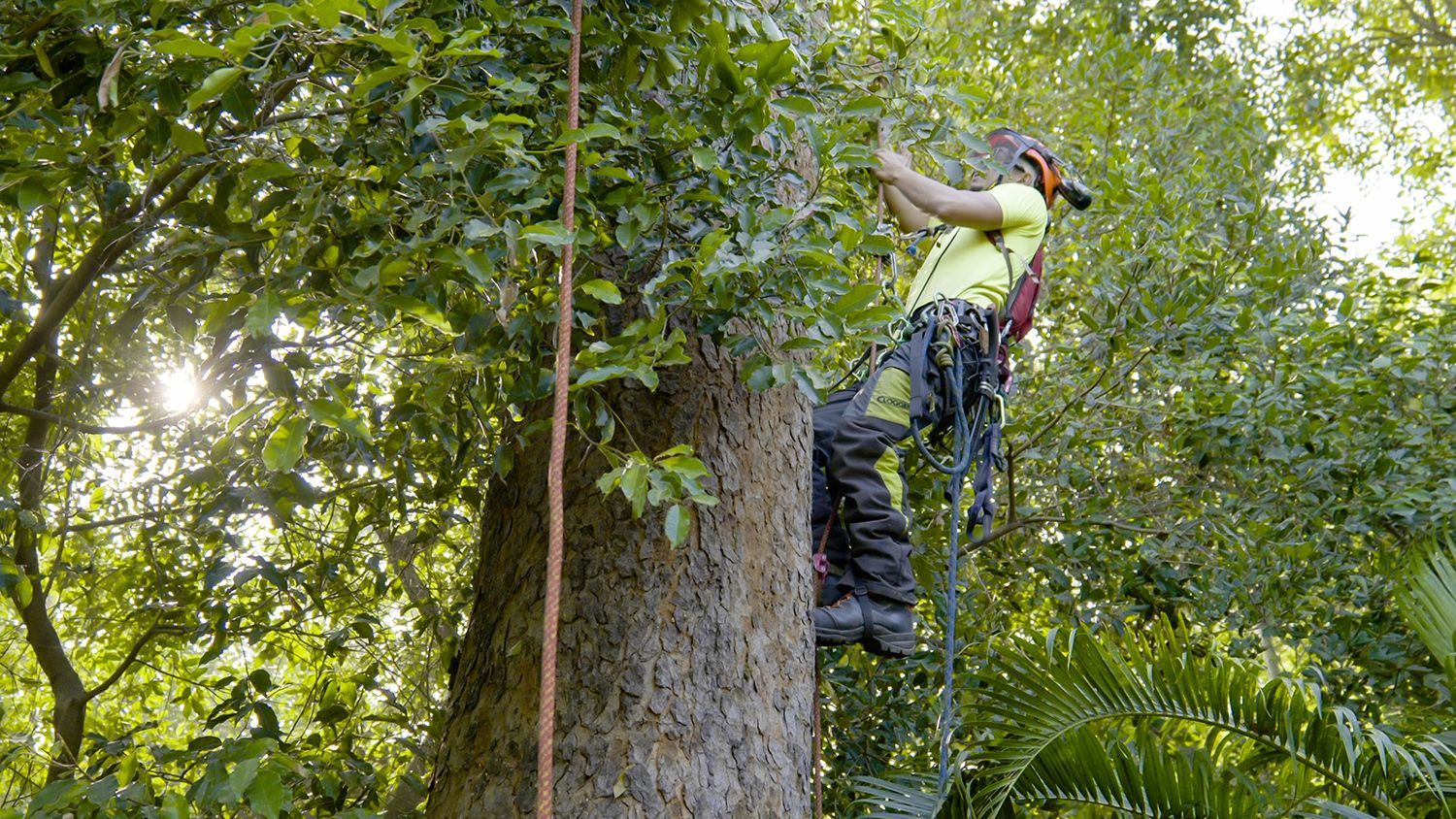 Certified arborist ascending with harness, climbing tall tree for professional service.