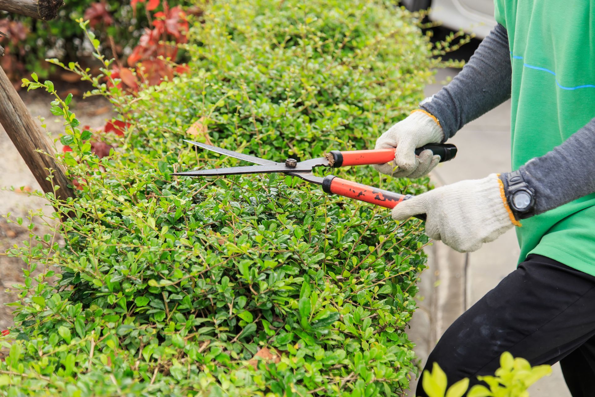 Person trimming a green hedge with garden shears. Person trimming a green hedge with garden shears.