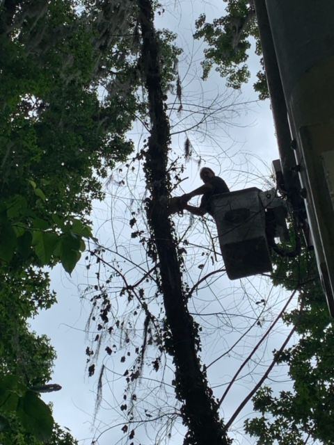 Gallery #8 – Tallahassee, FL – Affordable Tree Service By Mark Hicks