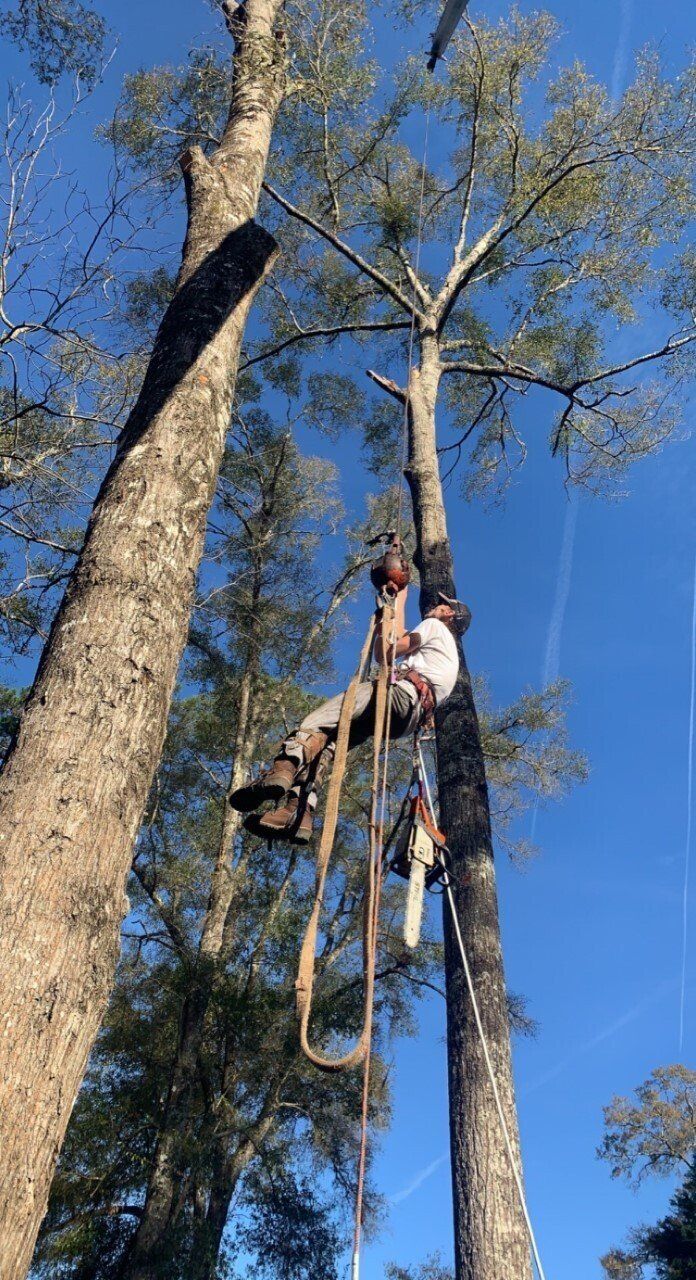 Gallery #4 – Tallahassee, FL – Affordable Tree Service By Mark Hicks
