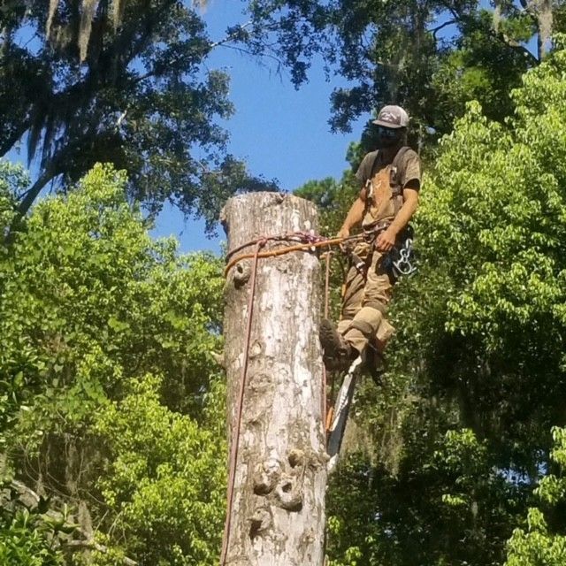 Arborist on a tall tree stump, secured by ropes and harness, blue sky, surrounded by green foliage.